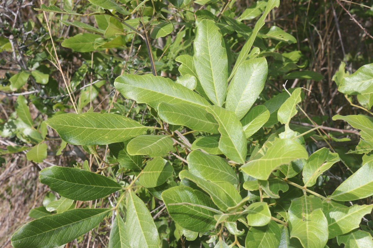 Sapindus trifoliatus L.